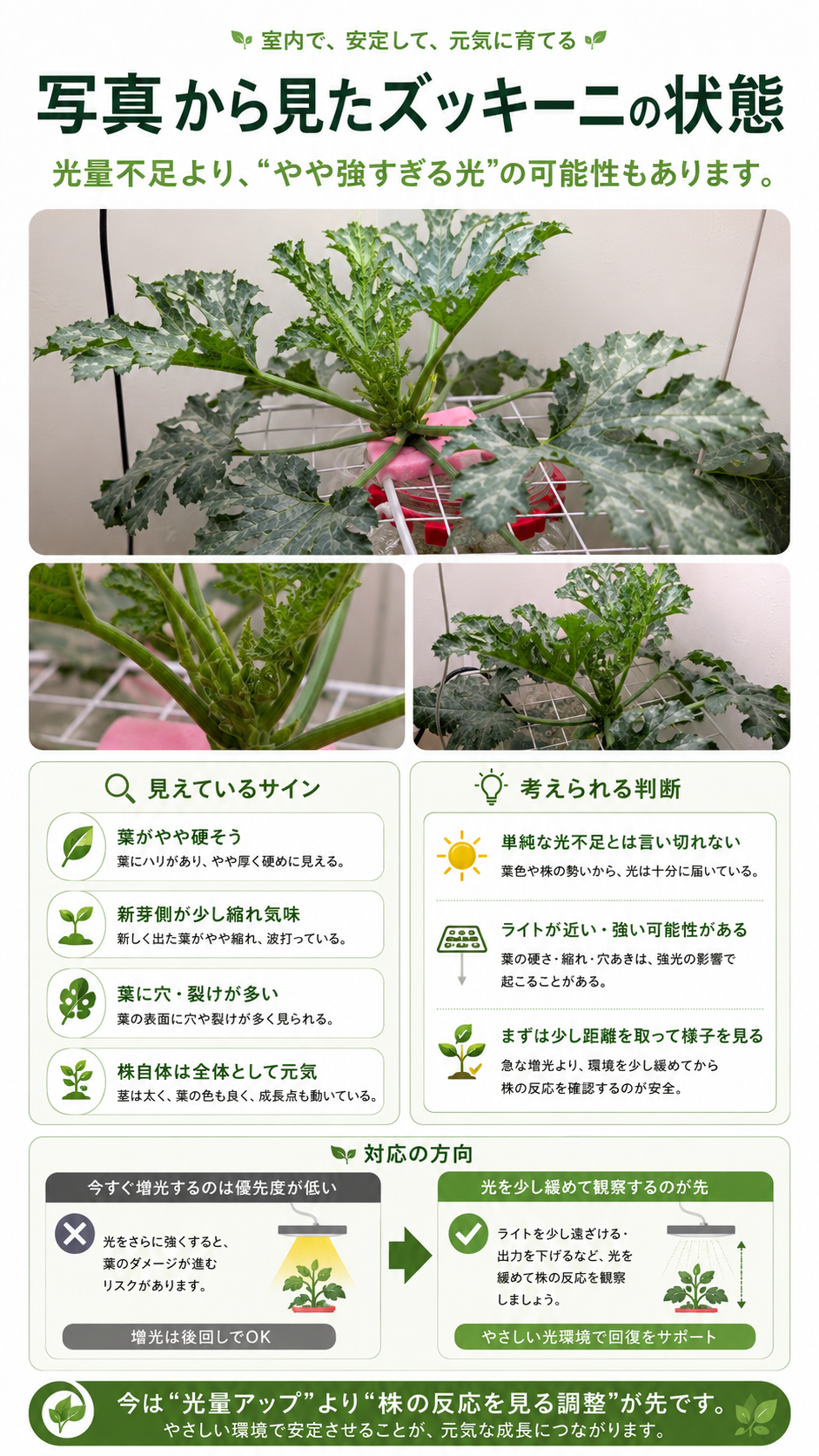 写真から見たズッキーニの状態資料